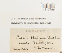 Desmatodon heimii image