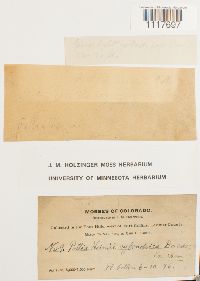 Desmatodon heimii image