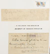 Desmatodon heimii image