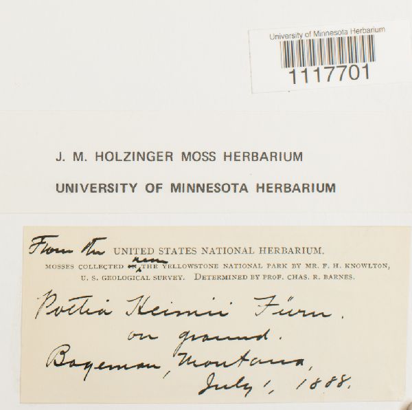 Desmatodon heimii image