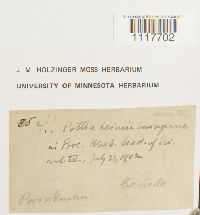 Desmatodon heimii image