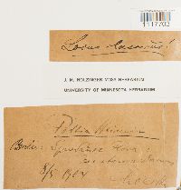 Desmatodon heimii image