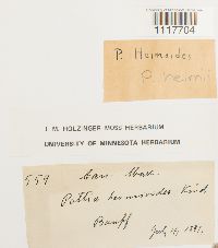 Desmatodon heimii image