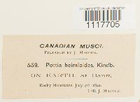 Desmatodon heimii image