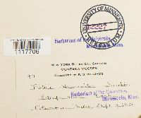 Desmatodon heimii image