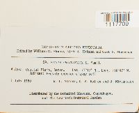 Desmatodon heimii image