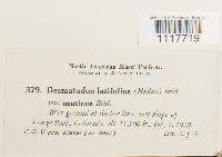 Desmatodon latifolius image