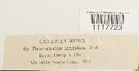 Desmatodon latifolius image