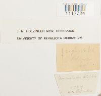 Desmatodon latifolius image