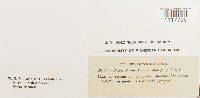 Desmatodon latifolius image