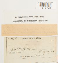 Desmatodon latifolius image
