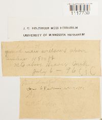 thumbnail image of current specimen