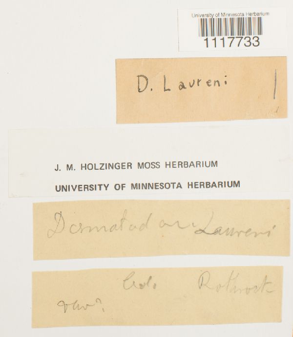 Desmatodon laureri image
