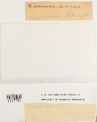 Tortula obtusifolia image