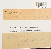 Tortula obtusifolia image