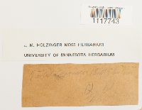 Tortula obtusifolia image