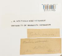 Tortula obtusifolia image