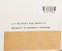 Tortula obtusifolia image