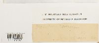 thumbnail image of current specimen