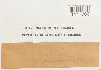 Tortula obtusifolia image