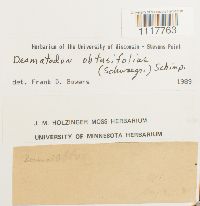 Tortula obtusifolia image