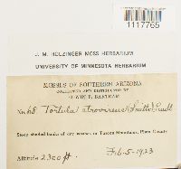 Tortula obtusifolia image