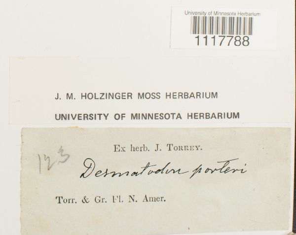 Desmatodon porteri image