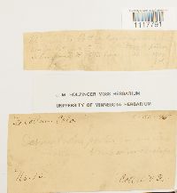 Desmatodon porteri image