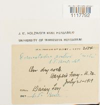 Desmatodon porteri image