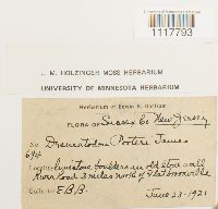 Desmatodon porteri image