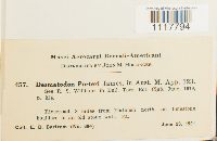 Desmatodon porteri image