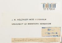 Desmatodon cernuus image