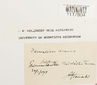 Desmatodon cernuus image