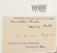 Desmatodon cernuus image