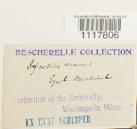 Desmatodon cernuus image