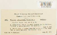 Tortula obtusifolia image