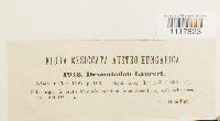 thumbnail image of current specimen