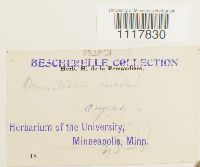 Desmatodon convolutus image