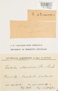 Desmatodon convolutus image