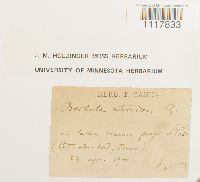 Desmatodon convolutus image