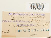 Desmatodon convolutus image