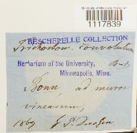 Desmatodon convolutus image