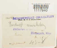 Desmatodon convolutus image