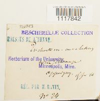 thumbnail image of current specimen