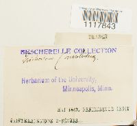 Desmatodon convolutus image