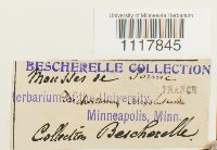 Desmatodon convolutus image