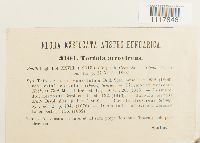 Desmatodon convolutus image