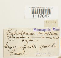 Desmatodon convolutus image