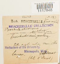 Desmatodon convolutus image