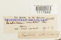 Desmatodon convolutus image